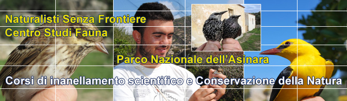 www.nsf-italia.org
