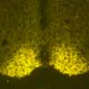VGF-peptidi in neuroni dell’ipotalamo