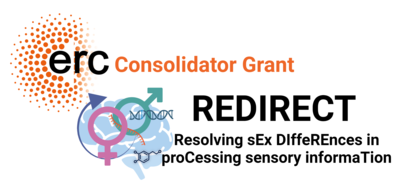 L’organo direttivo che definisce le strategie ERC, gli strumenti di finanziamento e le metodologie di valutazione è il consiglio scientifico, mentre l’Ercea applica tali strategie nella gestione operativa delle attività