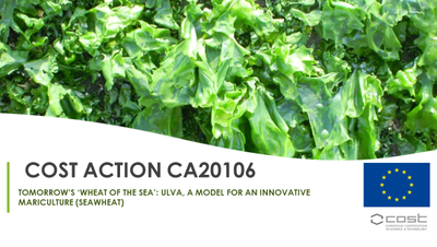 Ulva, la "lattuga di mare", consigliata dagli esperti, sostenibile, sicura e appetitosa