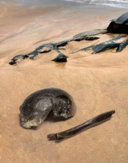 Fossili umani. Photo: National Museum of Antiquities (RMO) Modificata da Michelle  O&lsquo;Reilly