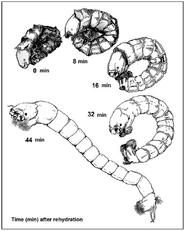 Rappresentazione grafica di una larva di chironomide
