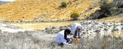 Il lavoro di recupero delle specie richiede un attento e accurato esame in situ