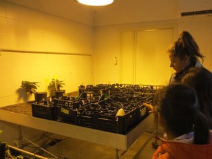 Una ricercatrice coinvolta nel progetto al lavoro sugli esemplari di alcune specie