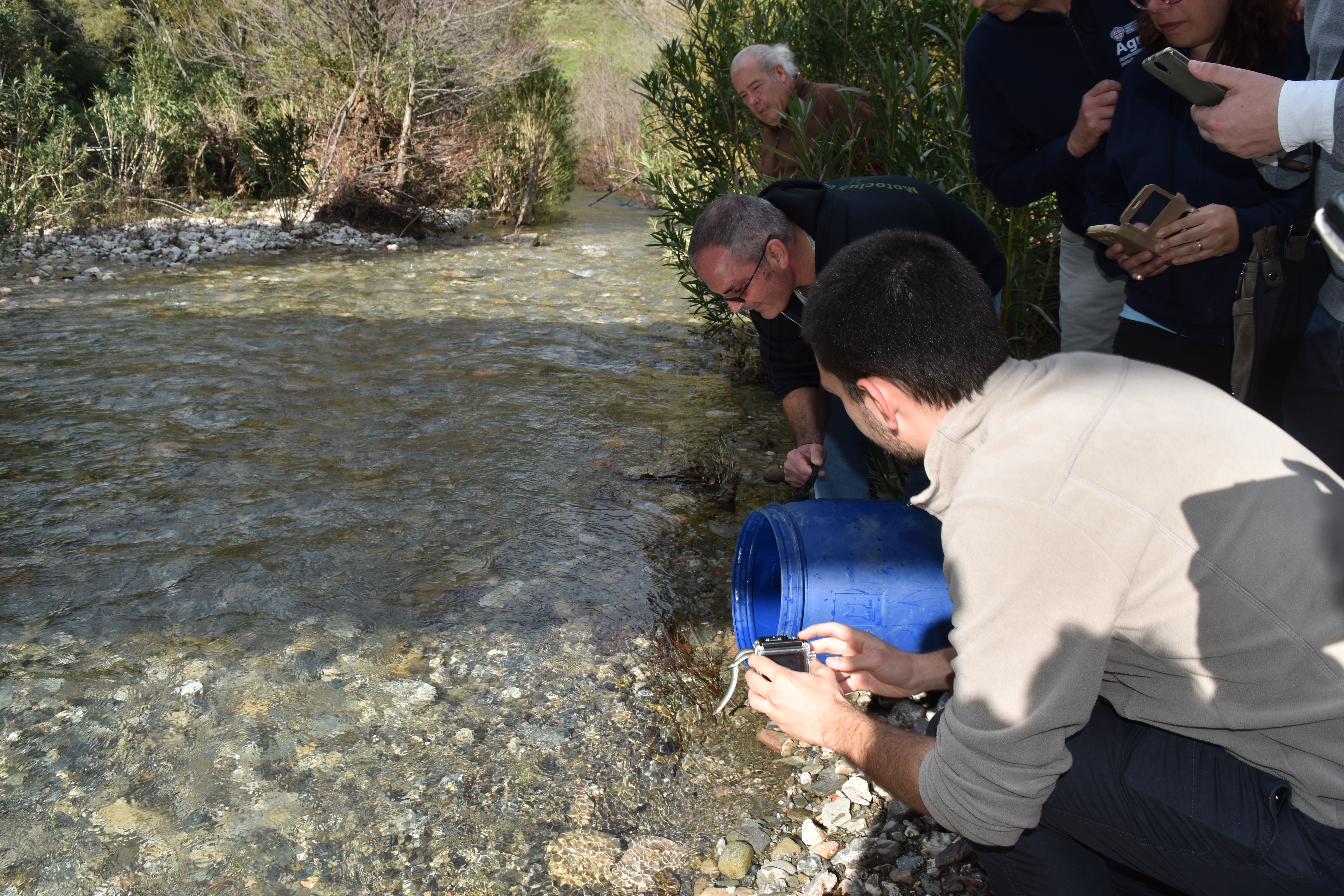 Piano regionale anguilla