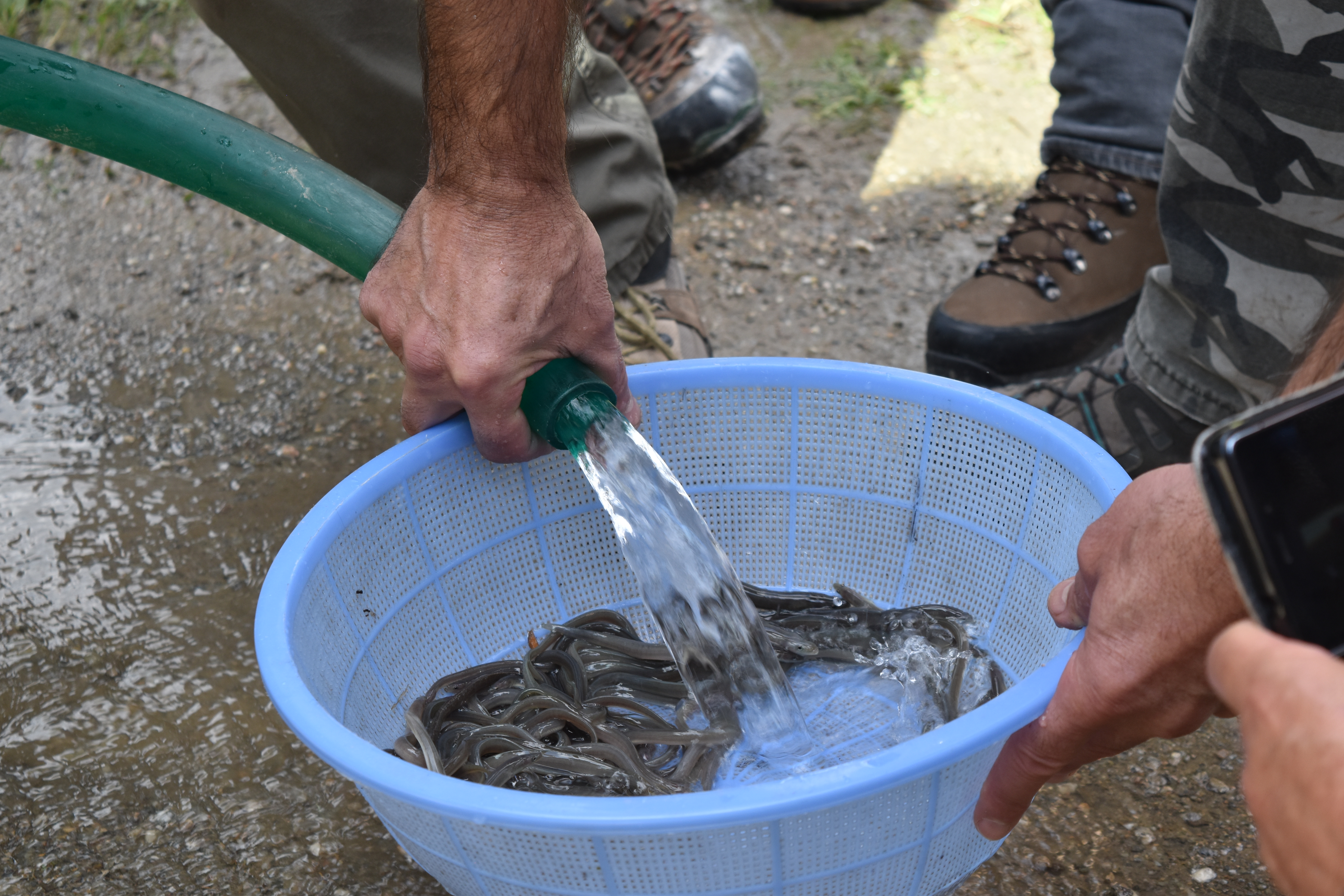 Piano regionale anguilla