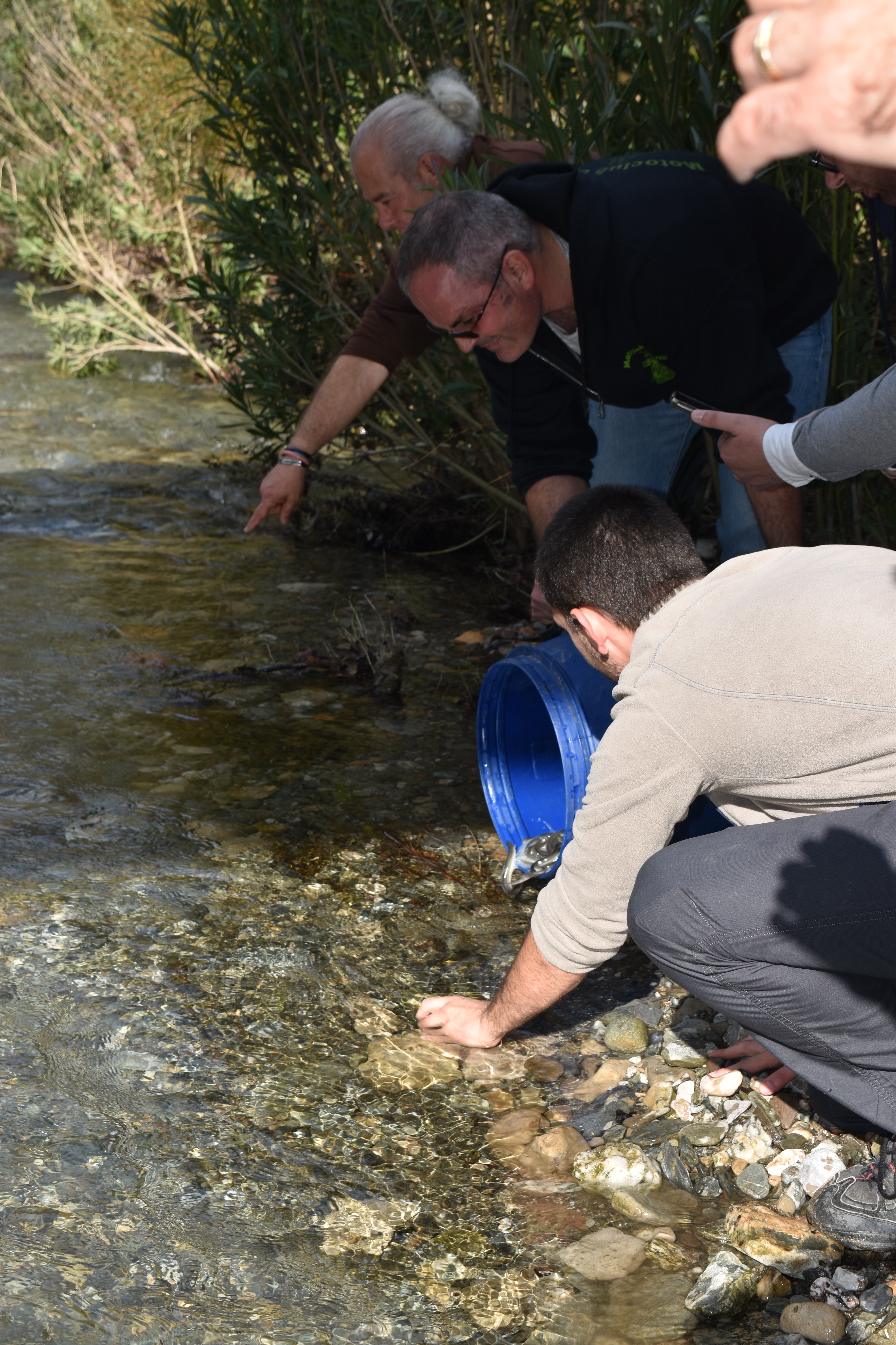 Piano regionale anguilla