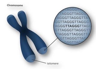 Un'immagine grafica che indica il telomero