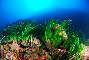 La Posidonia oceanica è una delle specie target del restauro