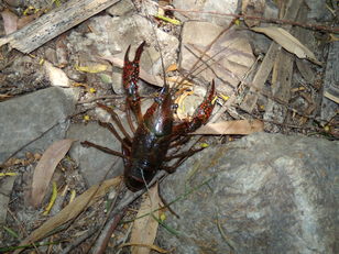 Il Procambarus clarkii minaccia la biodiversità del Parco regionale