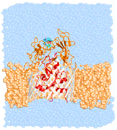 Nell'immagine, Il recettore PfeA (grigio, arancione, rosso) immerso in una membrana fosfolipidica e immerso in acqua con la molecola Enterobactin (in azzurro) legata ai loop extracellulari (arancioni)