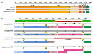 La comparazione del genoma di Sars-CoV-2 e di altri Sars-CoV