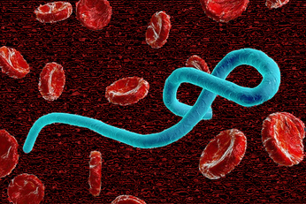 I virus sviluppano&nbsp;molteplici strategie per inattivare la sorveglianza immunitaria e completare il loro ciclo vitale. L&rsquo;evasione del sistema immunitario da parte di Ebola &egrave; la principale causa dell&rsquo;alta virulenza e patogenicit&agrave; dell&rsquo;infezione