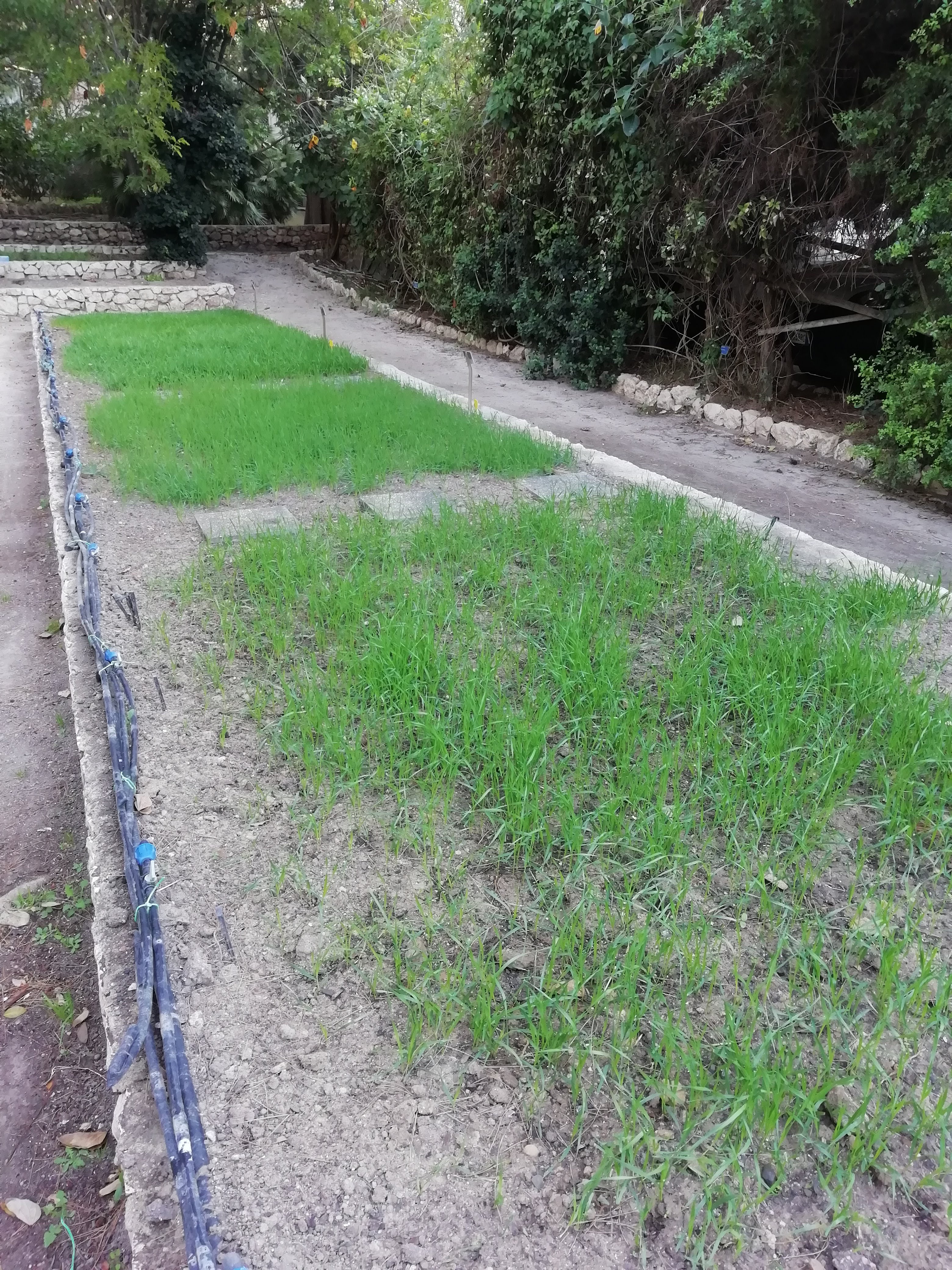 La coltivazione del grano nei campi sperimentali