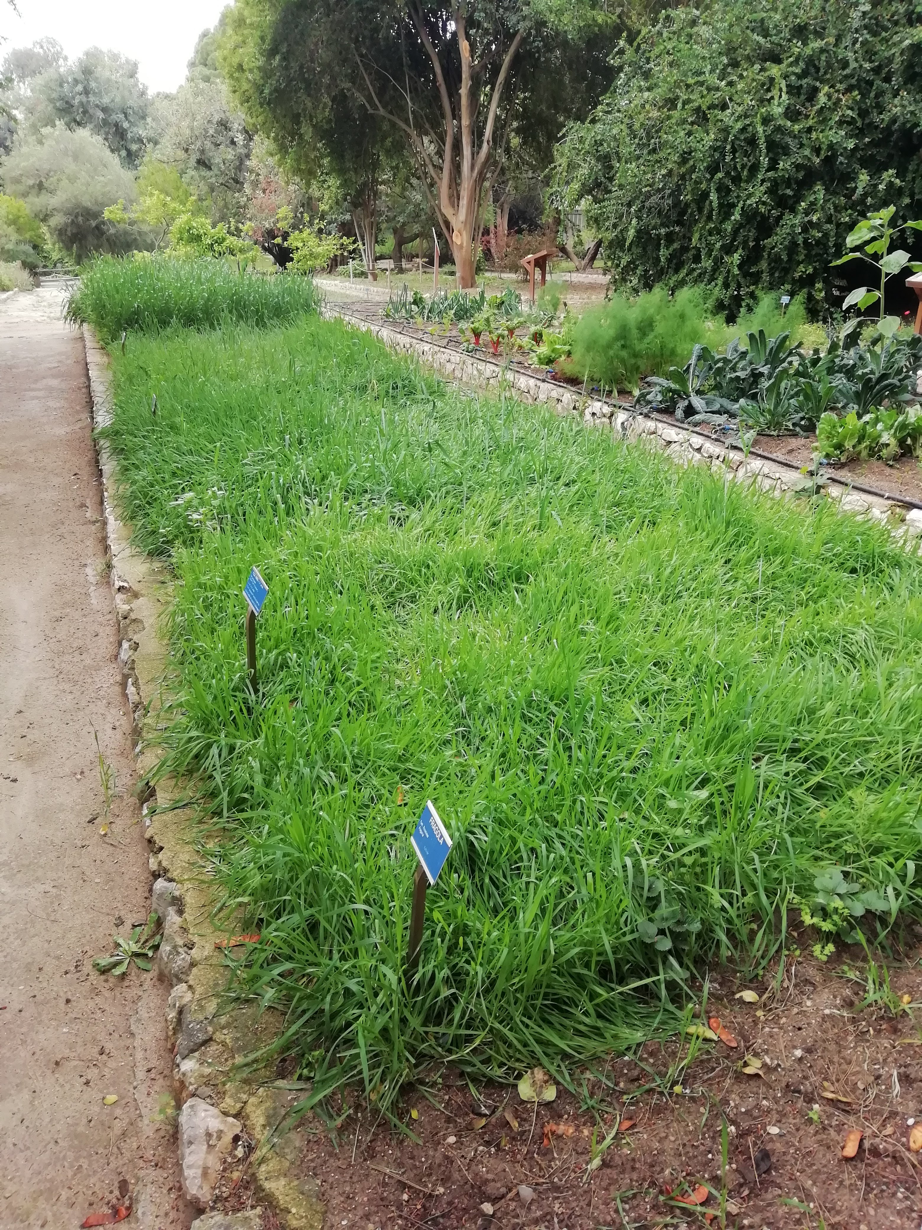 La crescita delle cultivar autoctone