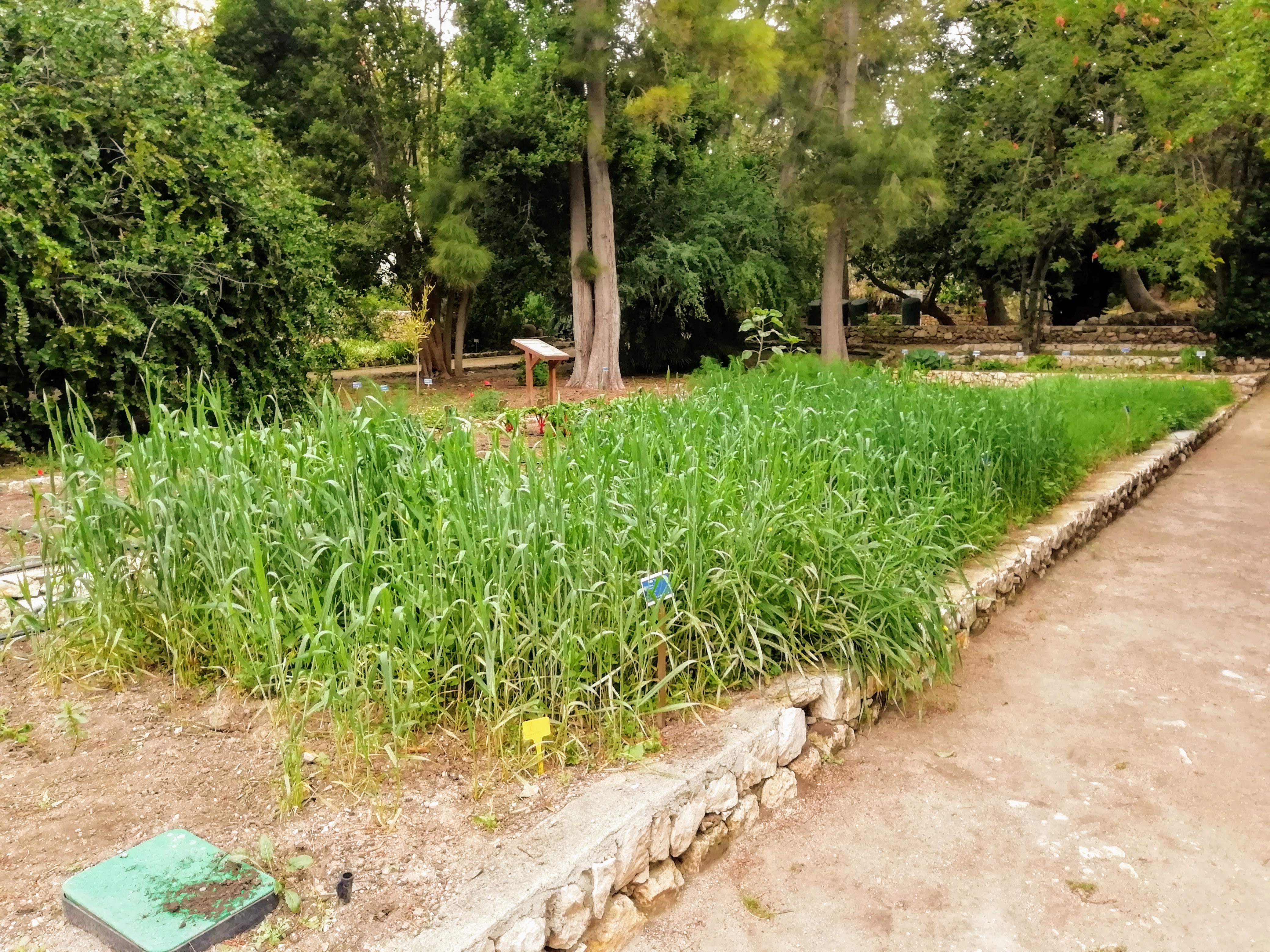 Cominciano a intravedersi le diverse cultivar