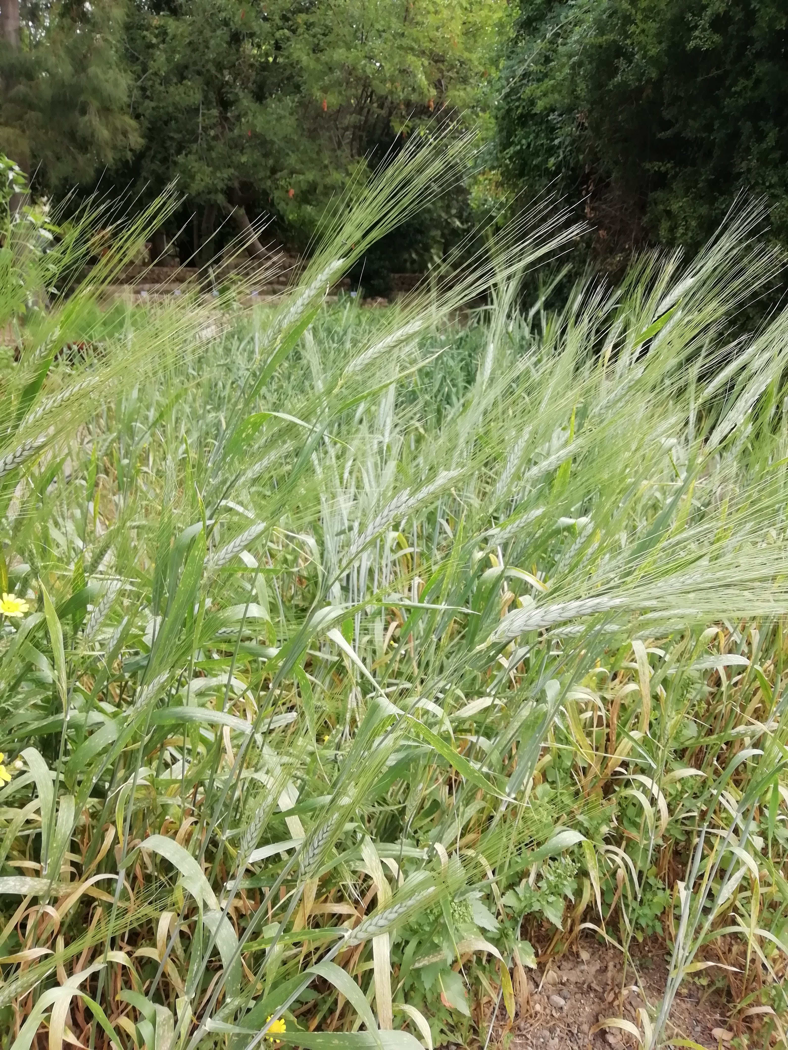 Le prime spighe si avviano alla maturazione