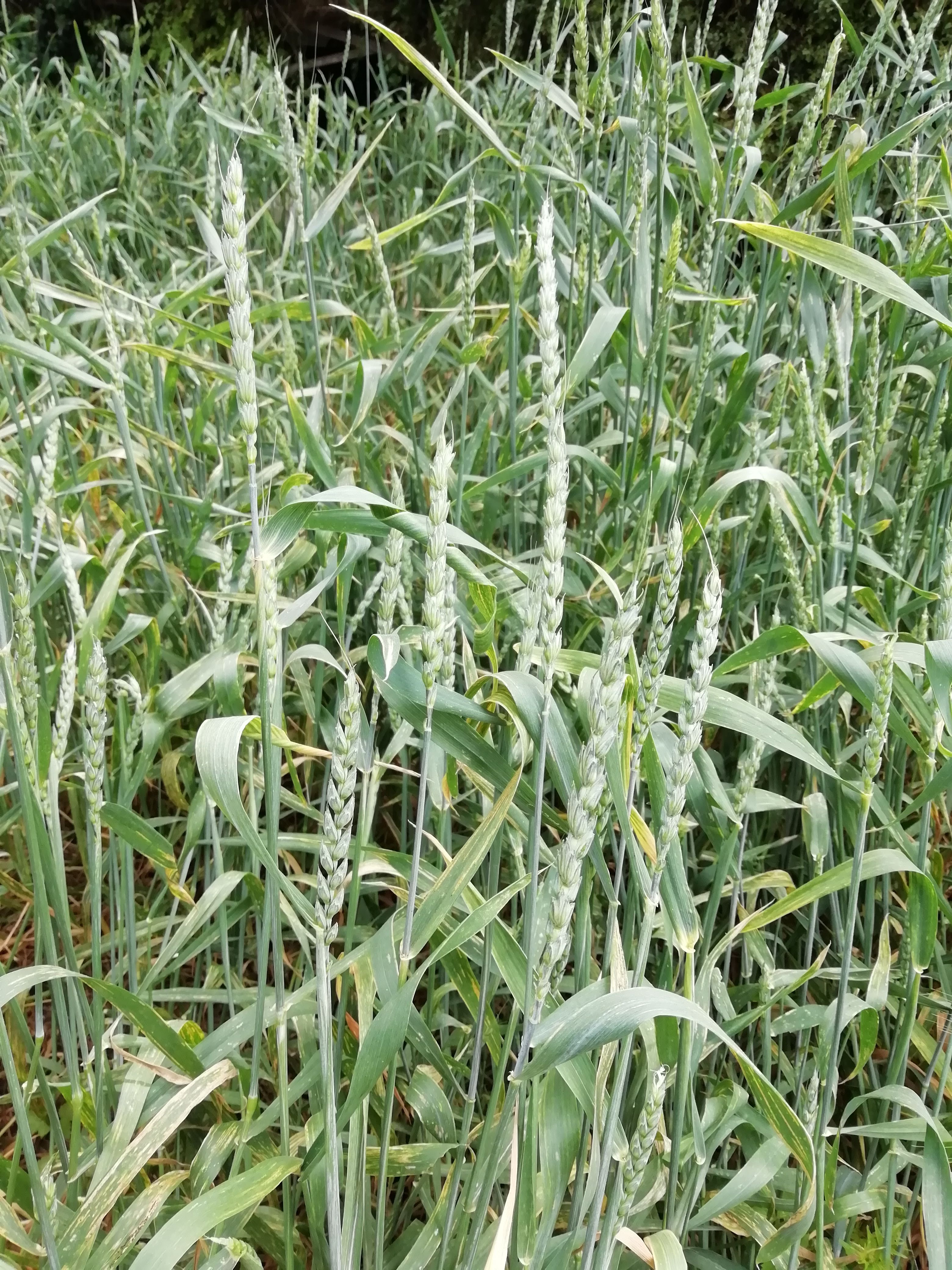 Le spighe crescono grazie alla cura dell'Orto Botanico