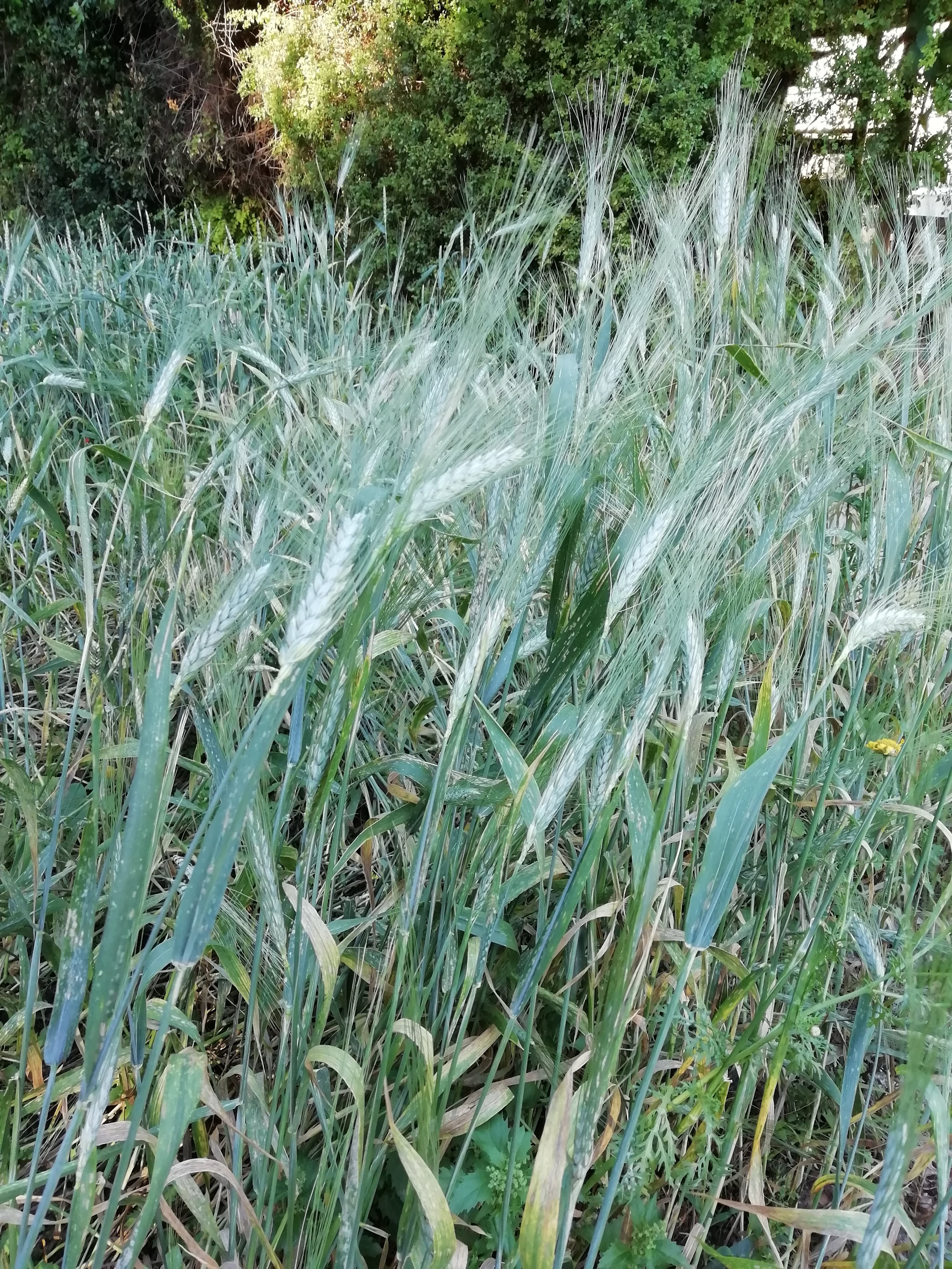 Il lungo processo di maturazione del grano