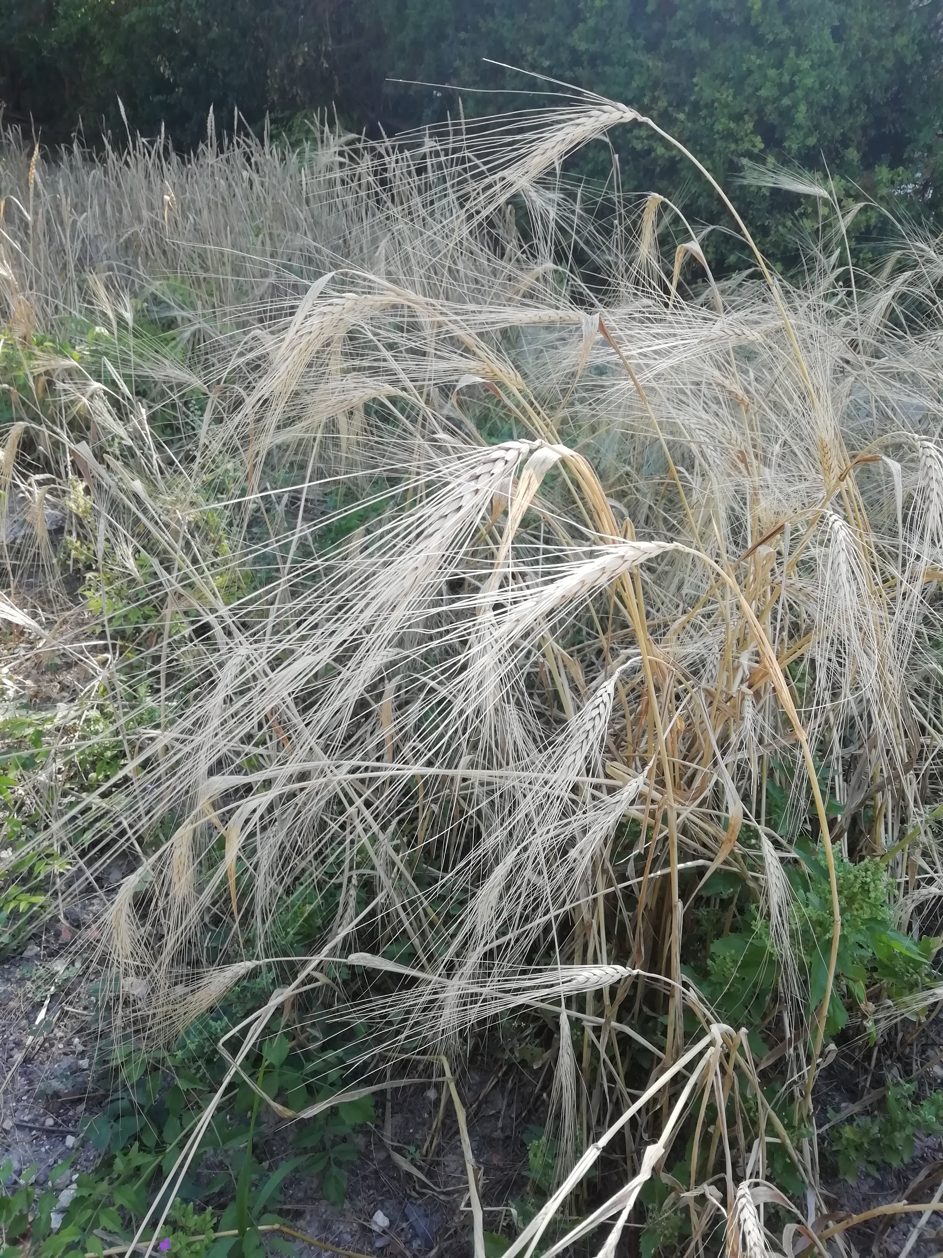Le spighe quasi pronte per la mietitura