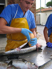 L'estrazione delle uova da cui si ricava la bottarga
