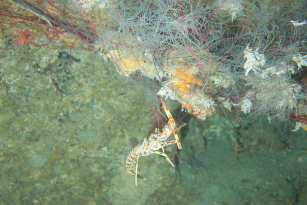 Un'aragosta intrappolata in una rete da pesca abbandonata sul fondale marino