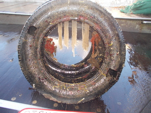 Un pneumatico ritrovato sul fondale: al suo interno sono state ritrovate uova di calamari