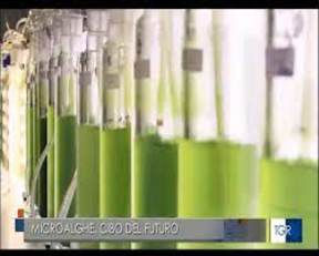 Microalghe, dai laboratori al padiglione Italia dell'Expò