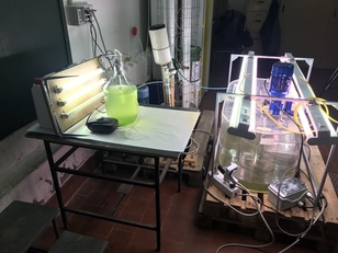 I ricercatori dell'ateneo con il progetto Comisar apripista per gli stabilmenti di Arborea e Milis