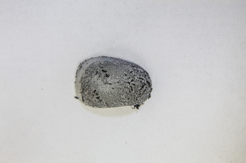 La foto di un'altra impronta falsa "lavorata" al Pra Lab