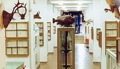 Un'immagine delle collezioni zoologiche di UniCa