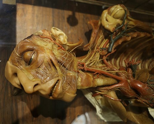 Cagliari. Una delle straordinarie cere anatomiche custodite in Cittadella dei musei