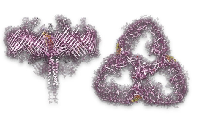 Struttura della SDBC con la sua tipica organizzazione a tre pori e i ligandi, vista di lato, a sinistra, e dall'altro, a destra. In rosa viene evidenziata la superficie del complesso che, aiutata da deinoxantina e lipidi nativi, funge da schermo