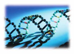 Un fotogramma di dna (da roche.it)