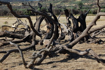 Ci&ograve; che resta dell'oleastro millenario di Cuglieri