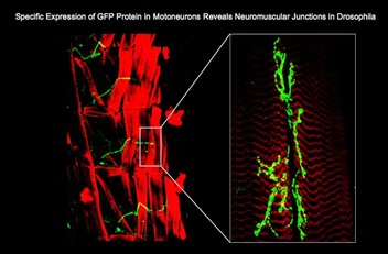 Immagine al microscopio che evidenzia l'innervazione dei muscoli scheletrici e la formazione della placca neuromuscolare da parte dei motoneuroni nel moscerino della frutta (drosofila melanogaster)