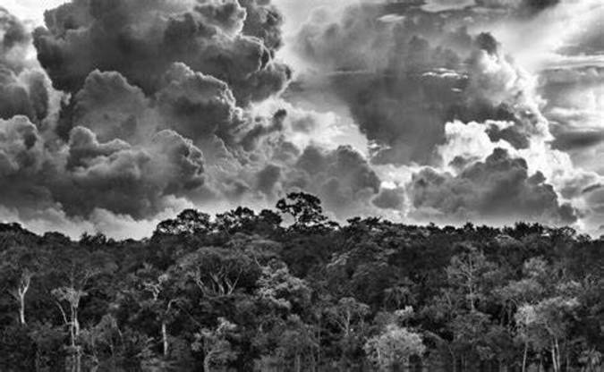 Salgado Amazonia.jfif