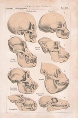Cranio dei primati