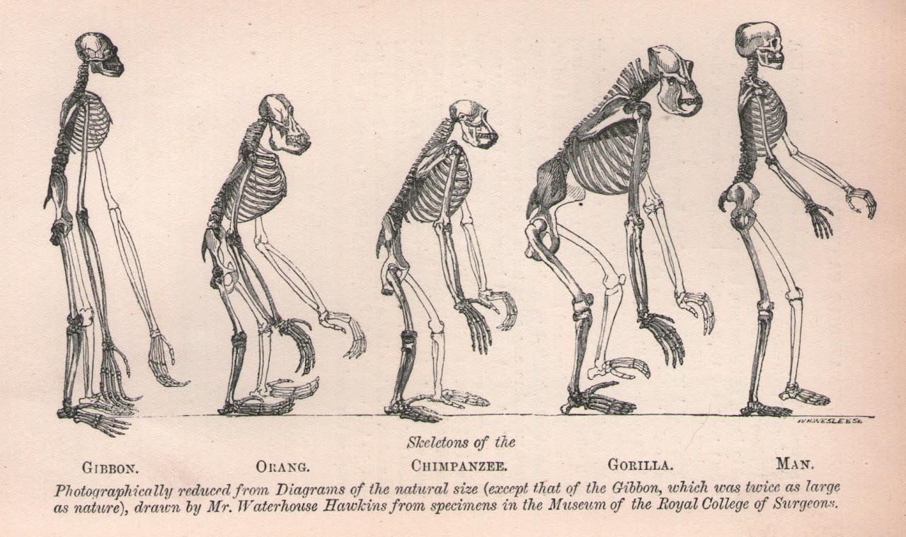 Skeletons of the Gibbon, Orang, Chimpanzee, Gorilla, Man