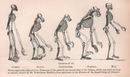 Skeletons of the Gibbon, Orang, Chimpanzee, Gorilla, Man