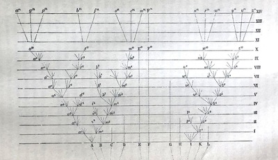 Albero filogenetico.