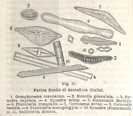 Variet&agrave; di forme nelle diatomee
