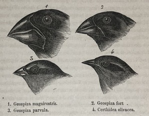 Morfologia del becco in quattro specie di fringuelli delle Gal&aacute;pagos