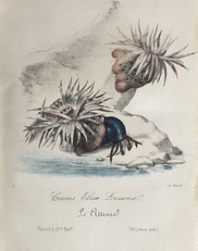 Le attinie