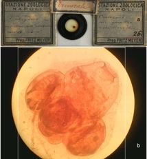 Pyrosoma elegans, subphylum Tunicata