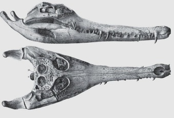 Cranio di Tomistoma caralitanus
