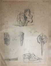 Rhinostodes lovisatoi (1-10) e Dioplodon europaeus (11)