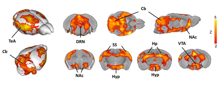 La mappa del cervello stimolato dalla serotonina