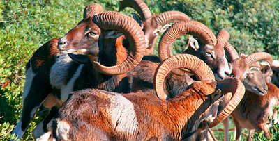 L’Arbatax Park Resort, rinnovato ed arricchito di nuovi servizi, è un villaggio con un moderno concetto di benessere globale che al suo interno ha anche un grande parco naturalistico con piante e animali tipici della flora e della fauna sarda.