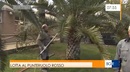 Roberto Malfatti, giardiniere dell'Orto Botanico dell'Università di Cagliari, al lavoro su una palma